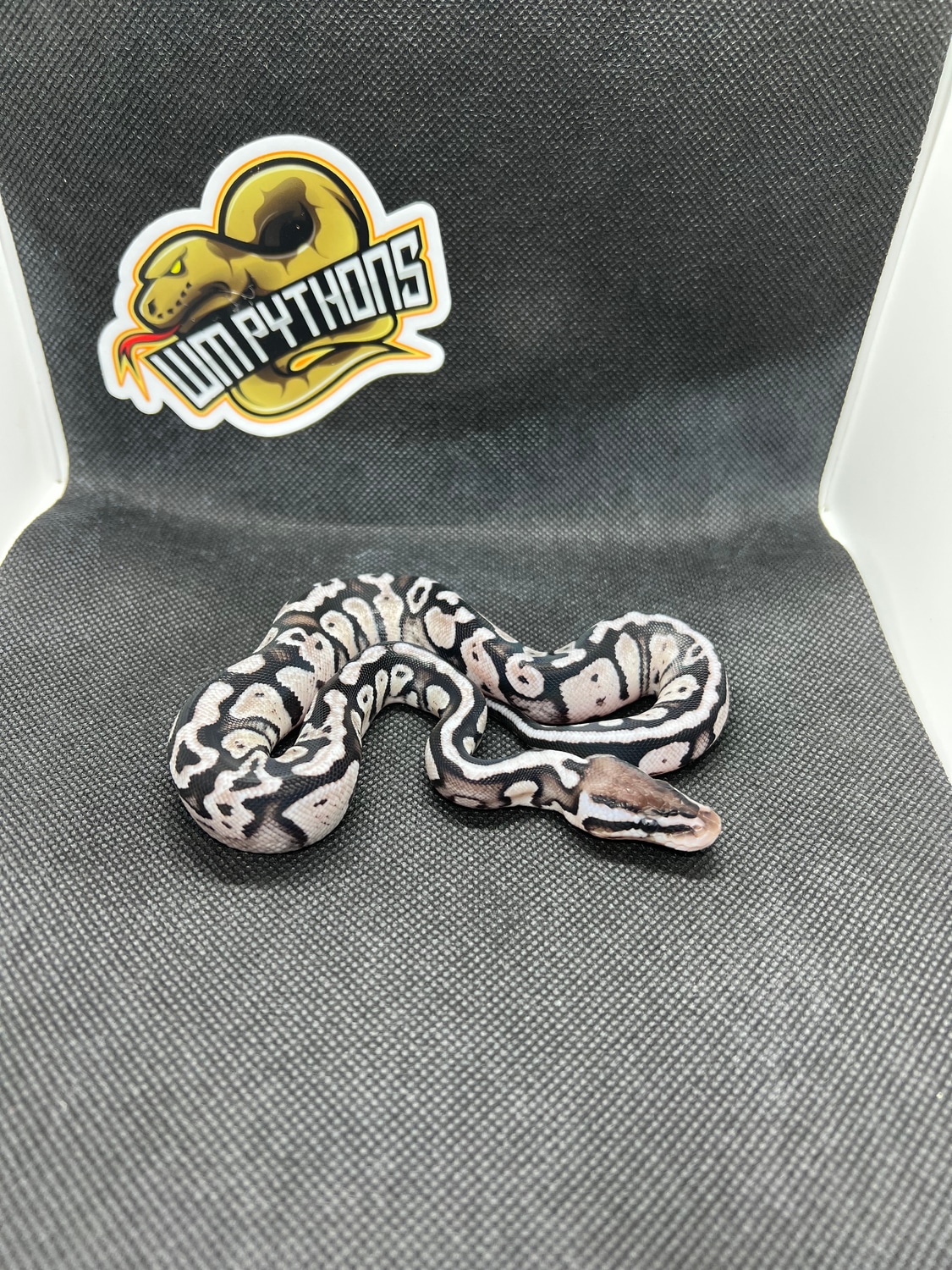 Firefly Leopard VPI Axanthic 50% Het Pied Ball Python by WM Pythons ...