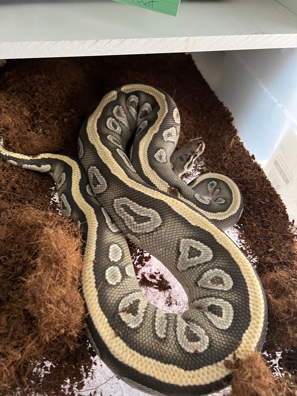 Mojave Ghost Ball Python by WM Pythons MorphMarket