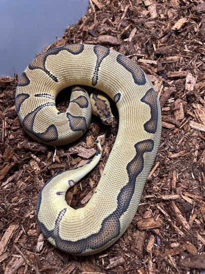 Super Enchi Blade Clown Ball Python by On Point Pythons