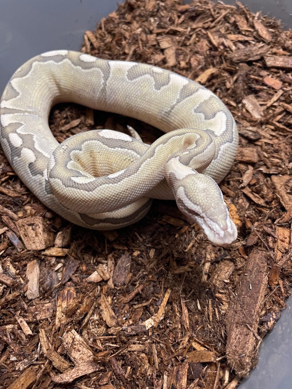 Bamboo Fire Het Clown Ball Python by On Point Pythons - MorphMarket