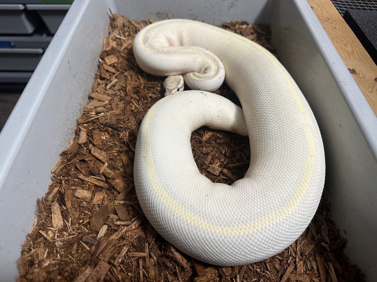 Fire Lesser Highway Ball Python by On Point Pythons - MorphMarket