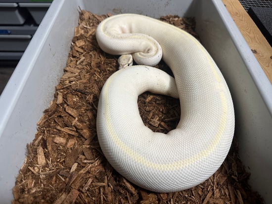 Fire Lesser Highway Ball Python by On Point Pythons