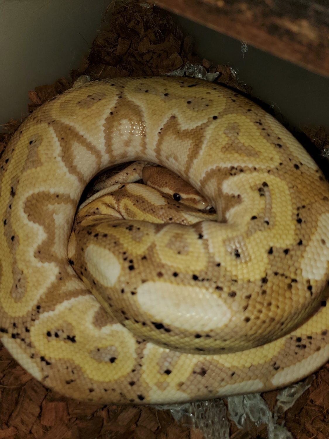 Banana Cinnamon Ball Python by Ruiz Exotic Ball Python's MorphMarket