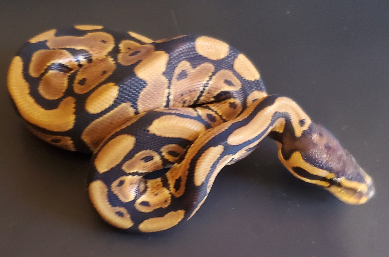Normal Ball Python by Ruiz Exotic Ball Python's - MorphMarket