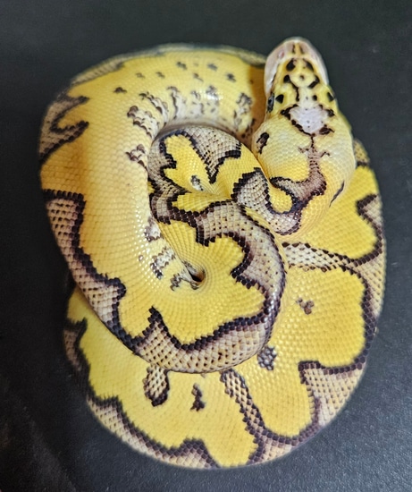 Clown Firefly Ball Python by Ruiz Exotic Ball Python's