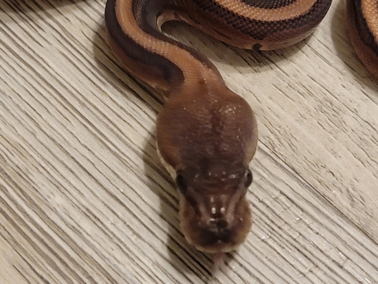 Leopard Cinnamon Pinstripe Ball Python by Cold Blooded Kidz