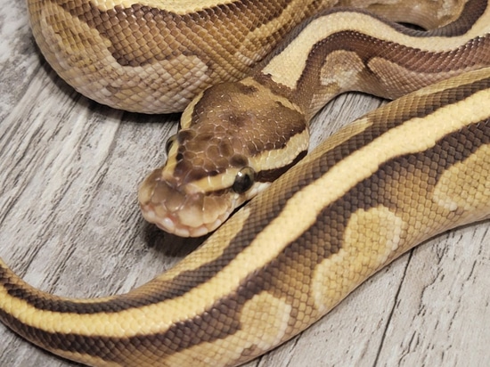 Fire Lesser Ball Python by Cold Blooded Kidz