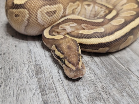 Fire Lesser Ball Python by Cold Blooded Kidz