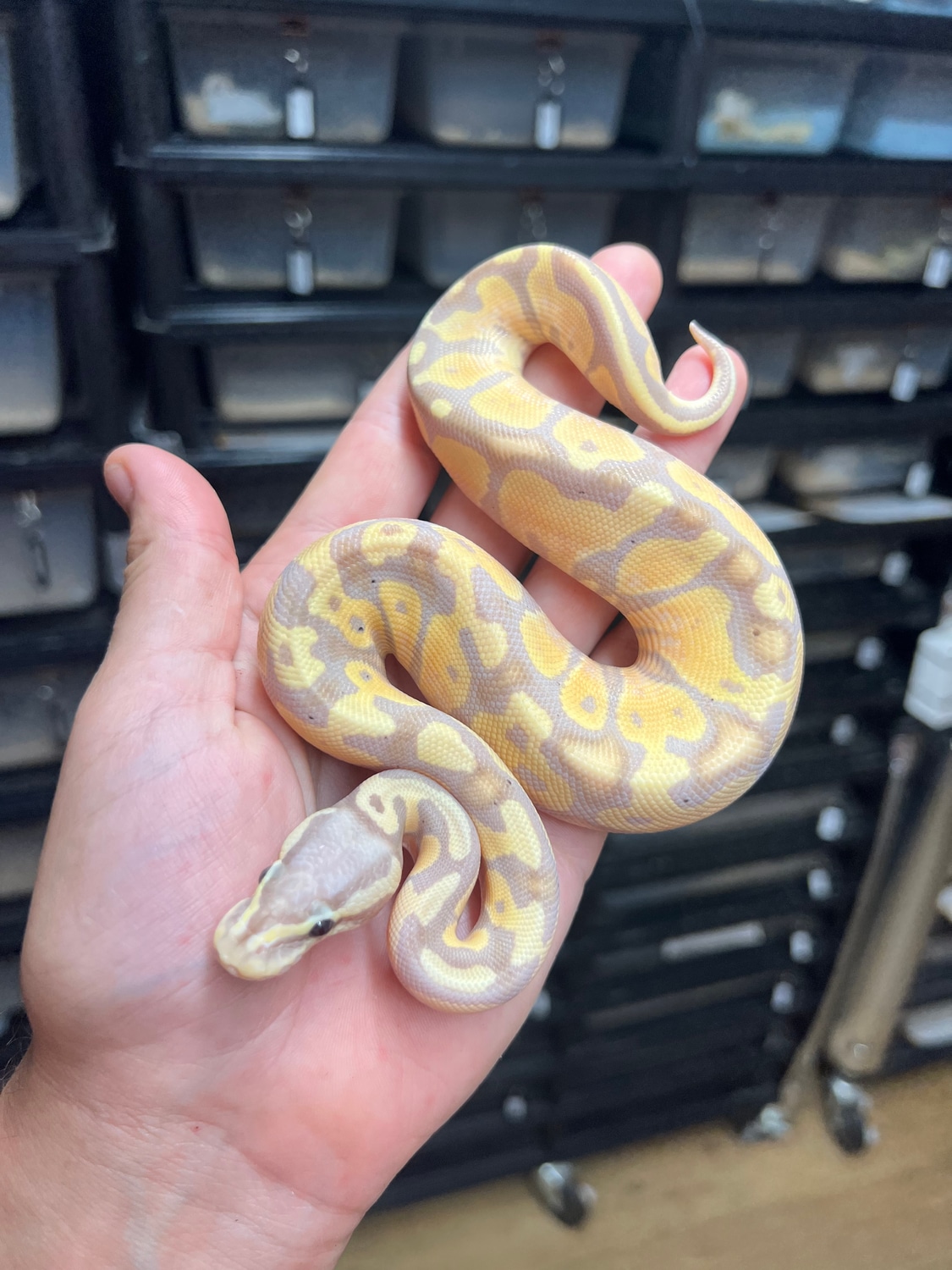 Wolves Balls's Collection - MorphMarket