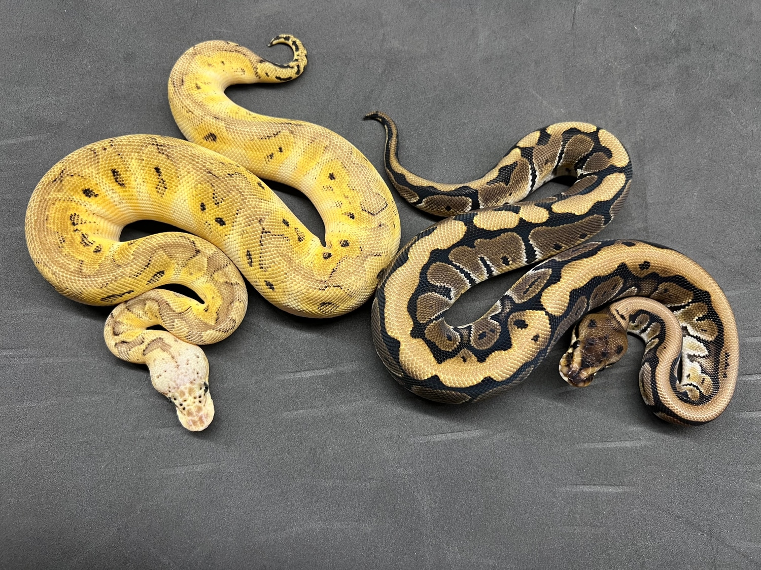 Wolves Balls's Collection - MorphMarket