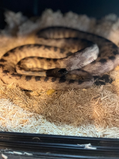 Blackheaded Python Black-Headed Python by Rlh Reptiles