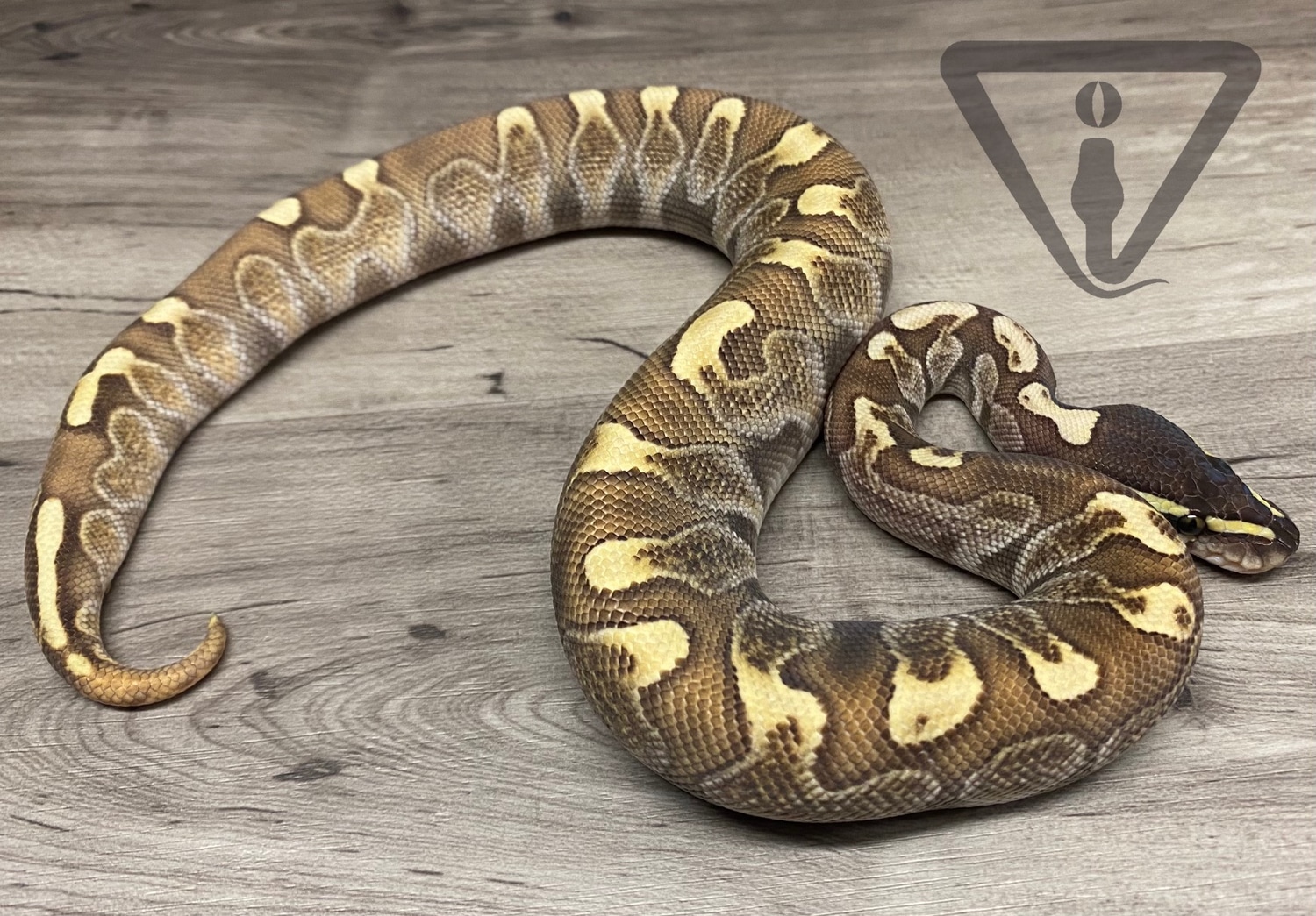 GHI Lesser Enchi Ball Python by Just Incrediballs - MorphMarket