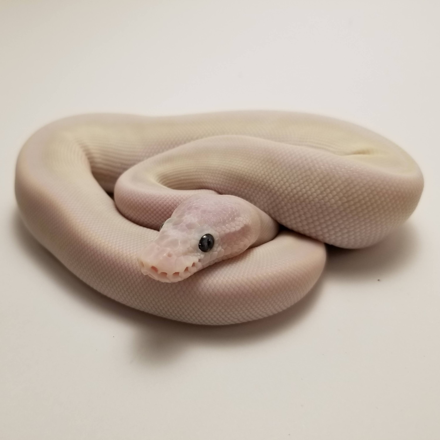 Blue Eyed Leucistic Ball Python by Patuxent Pythons, LLC - MorphMarket