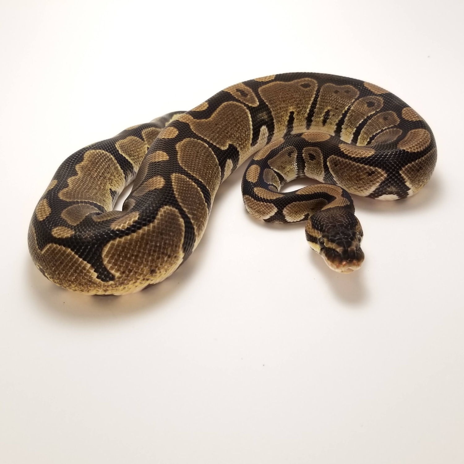 Normal Ball Python by Patuxent Pythons, LLC MorphMarket