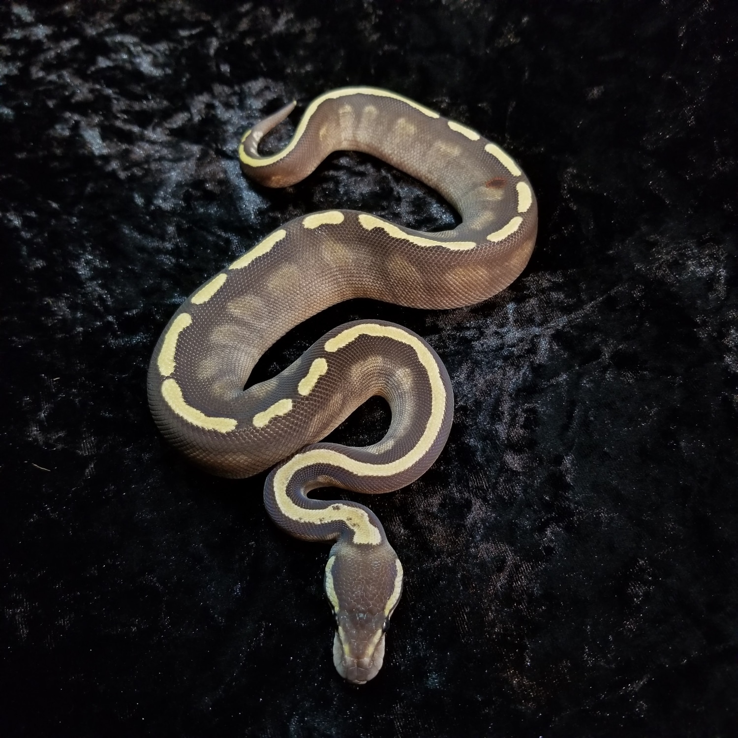 Mojave Ghi Ball Python by Patuxent Pythons, LLC - MorphMarket