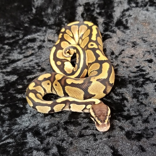 Pastel double het vpi axanthic pied 50 het albino ball python by