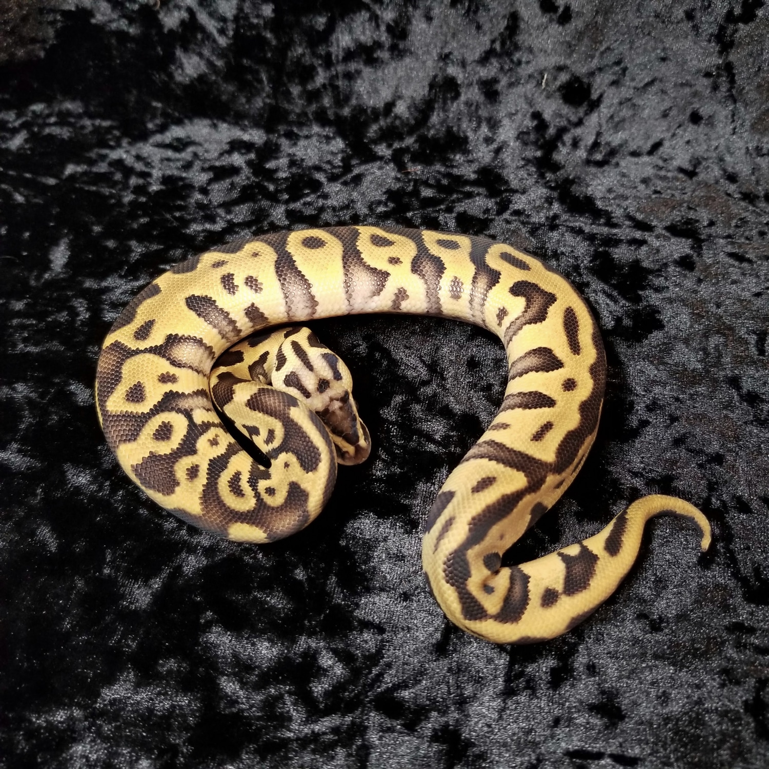 Do Ball Pythons Use Their Fangs? Expert Reveals All - 5kdf3uh