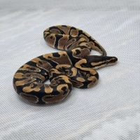 Normal Ball Python by Python Antics