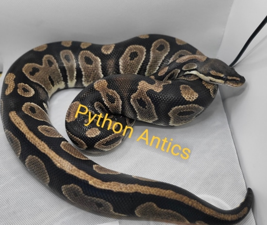Raven Ball Python by Python Antics
