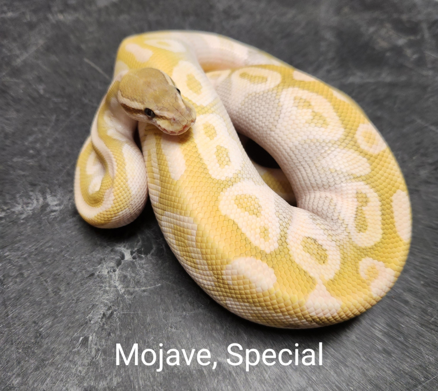 Crystal Ball Python by Python Antics - MorphMarket