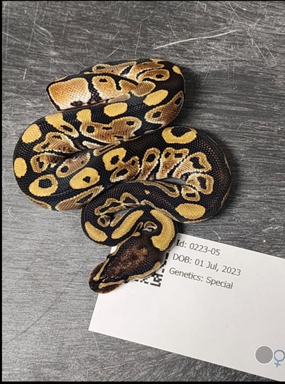 Special Ball Python by Python Antics