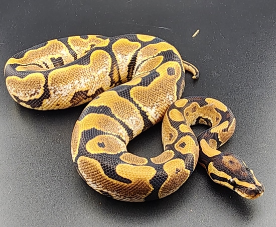 Vanilla Calico Enchi NO RESERVE Ball Python by Python Antics