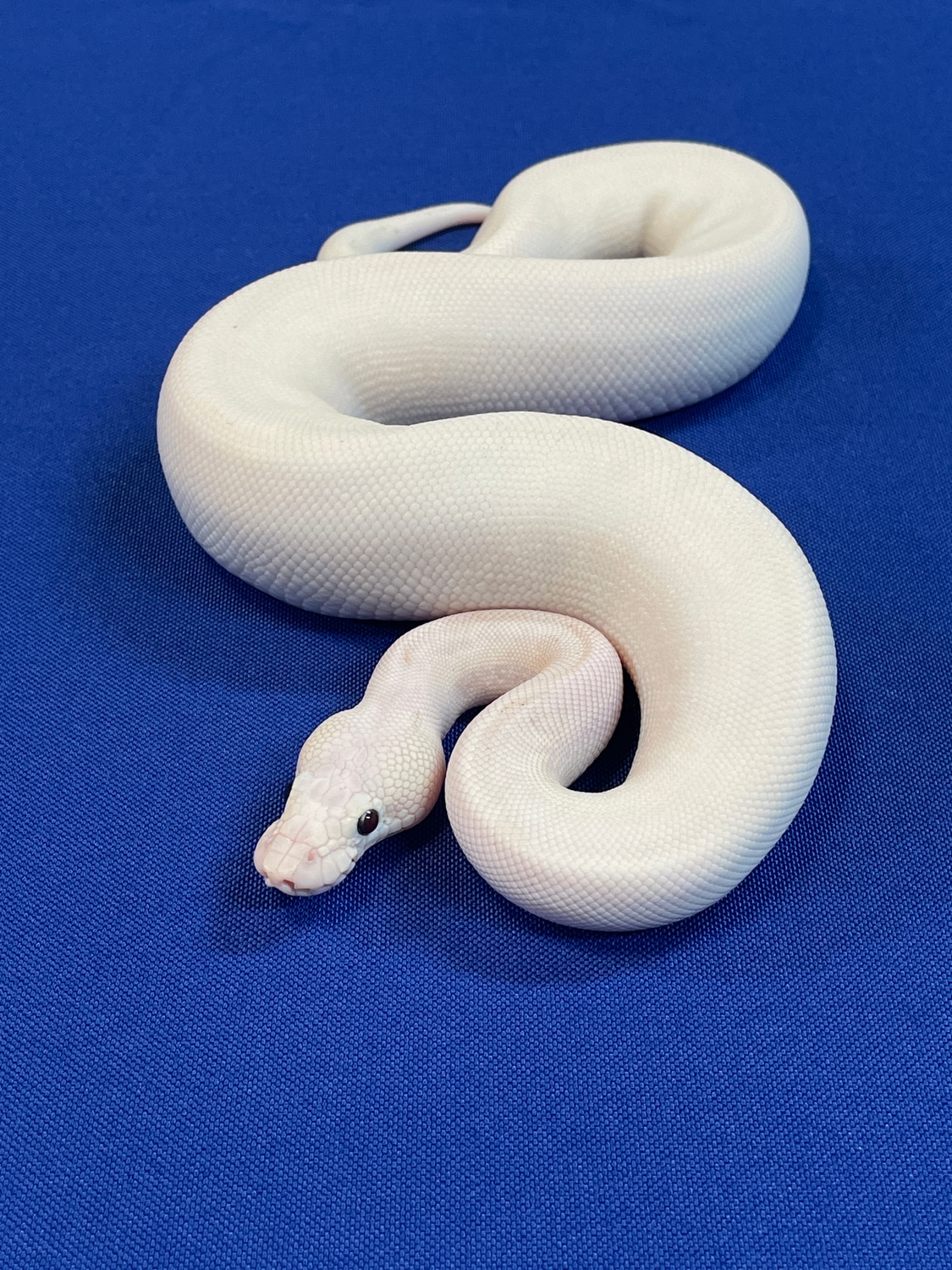 Bamboo Lesser Pos. Cinnamon Pastel Super Pastel Ball Python by World ...