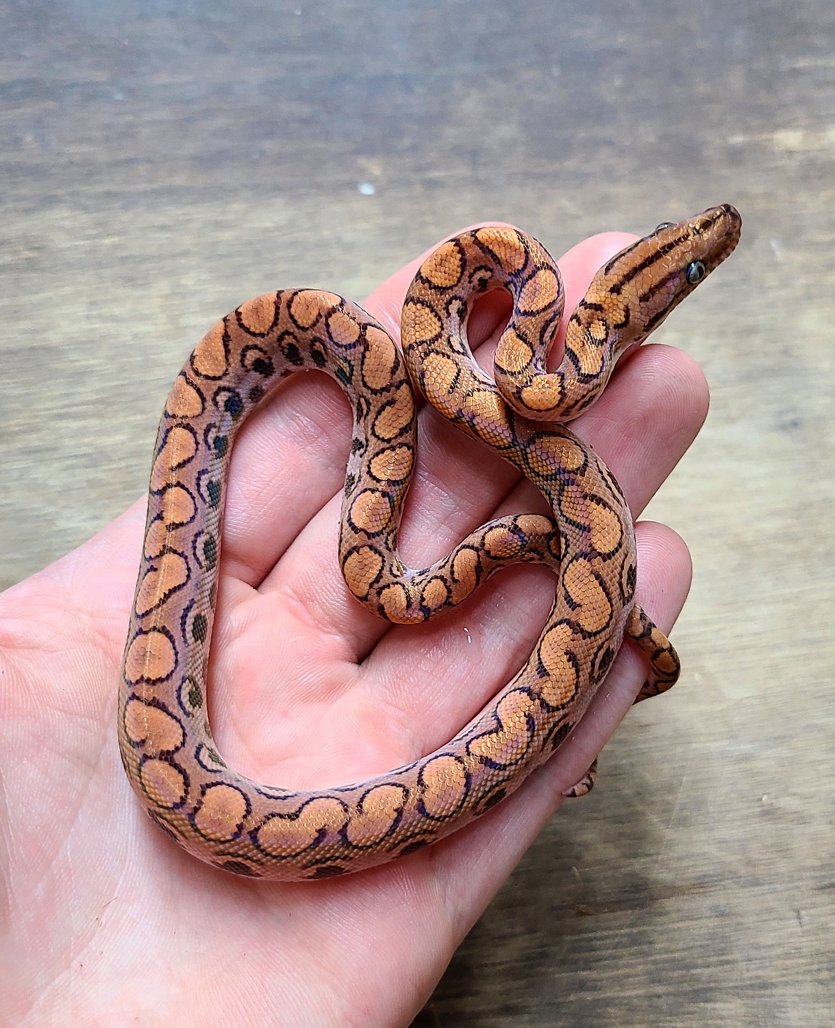 Lockwood Hypo Brazilian Rainbow Boa by Worldwide Reptilia MorphMarket