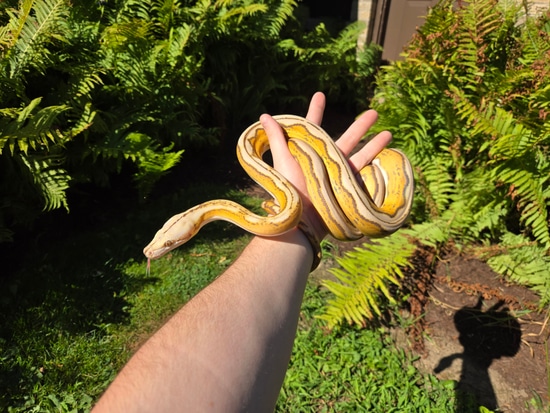 Indo Caramel Motley Sunfire Tiger Reticulated Python by Worldwide Reptilia