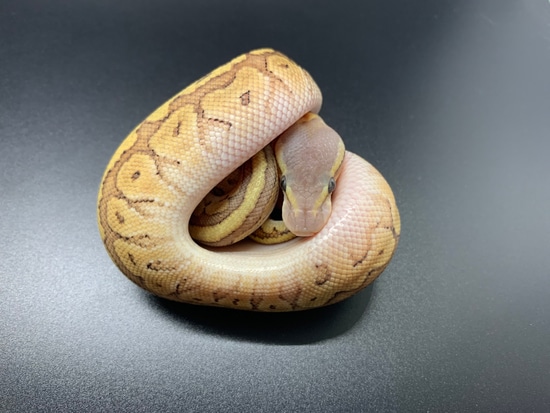 Emperor Pinstripe Ball Python by MassBalls