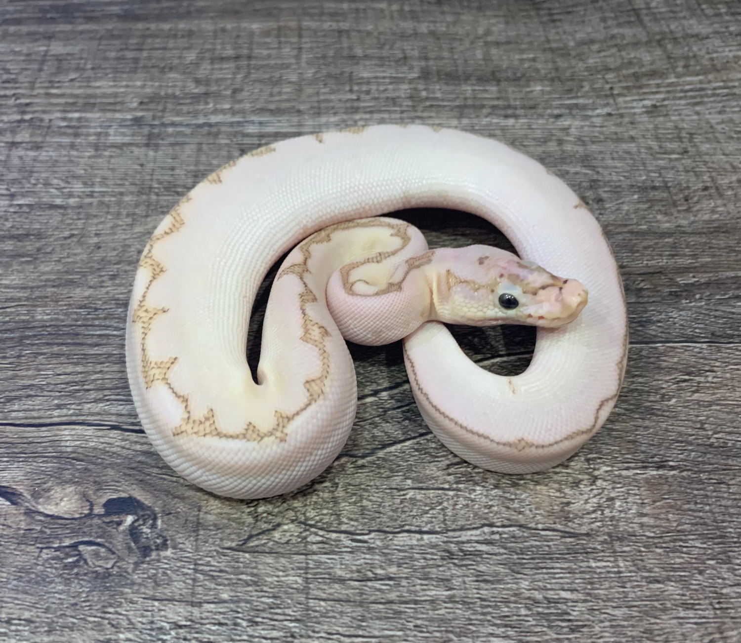 Bamboo Chocolate Spider Clown Pos Pinstripe Ball Python By Massballs Morphmarket Usa