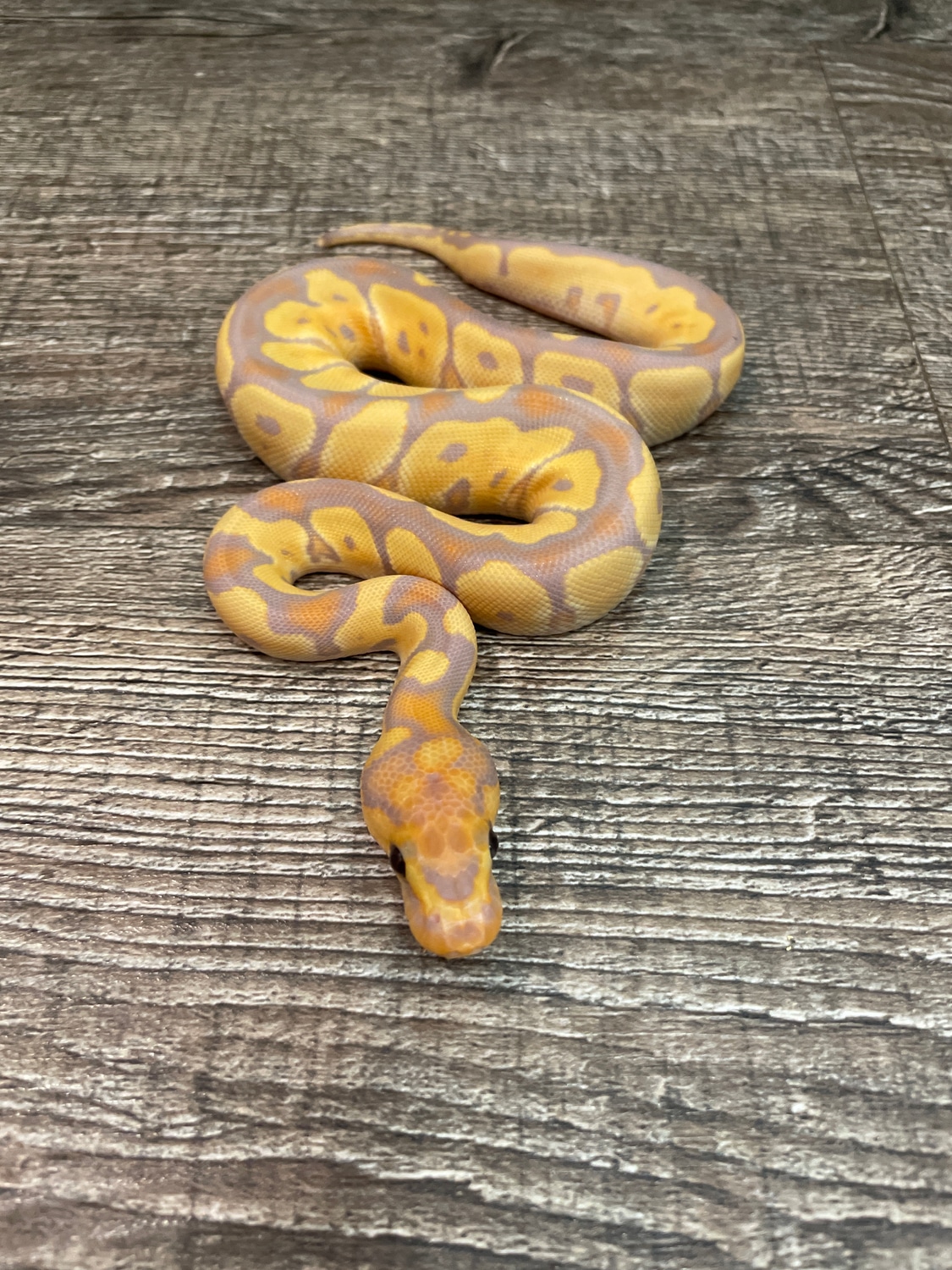 Banana Clown Ball Python by MassBalls MorphMarket