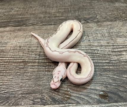 Bamboo Chocolate Spider Clown Pos Pinstripe Ball Python by MassBalls ...