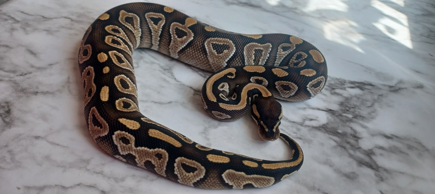 Mojave Probable YB/Gravel Ball Python by Wrapped Up Reptiles MorphMarket