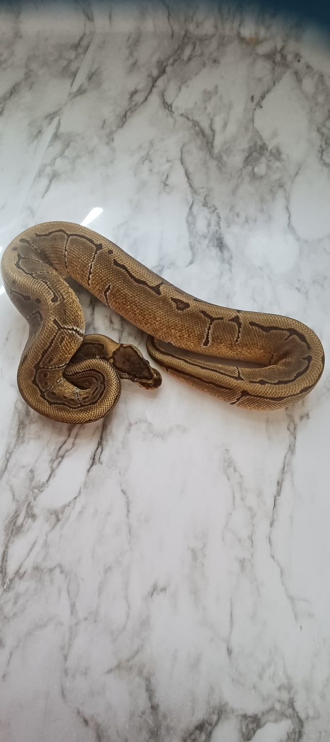 Enchi Pinstripe 100 Het Albino Ball Python by Wrapped Up Reptiles