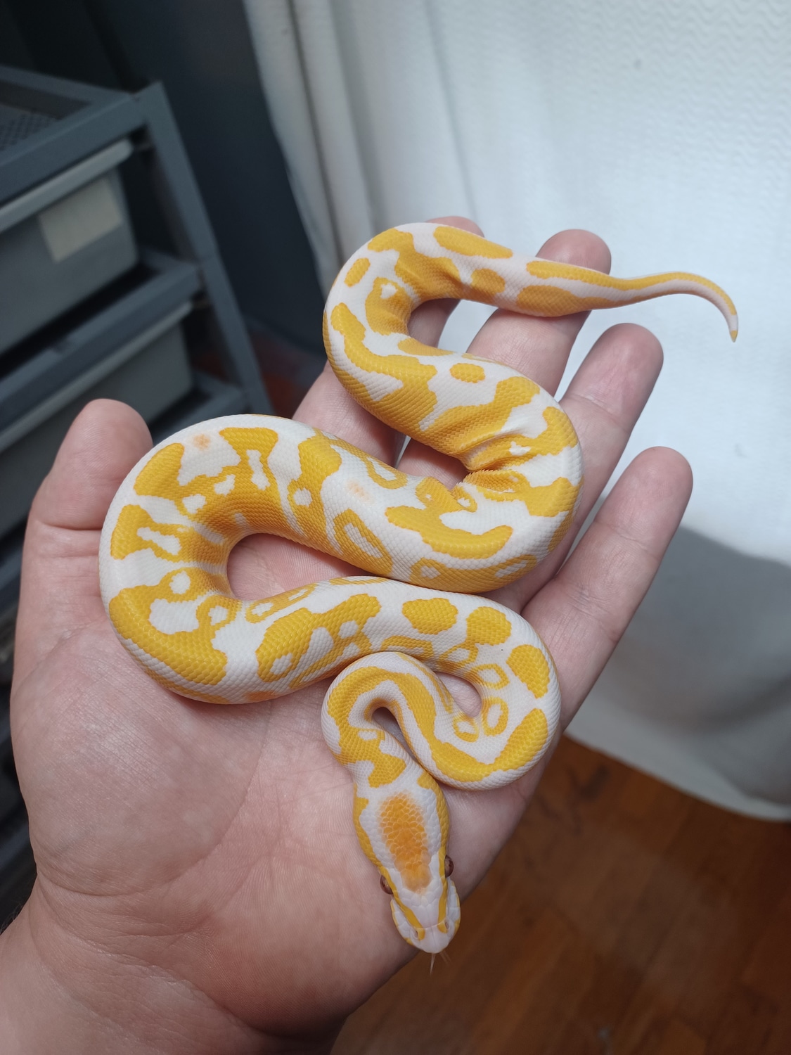 Lavender Albino 100 Het Pied Ball Python by Wrapped Up Reptiles