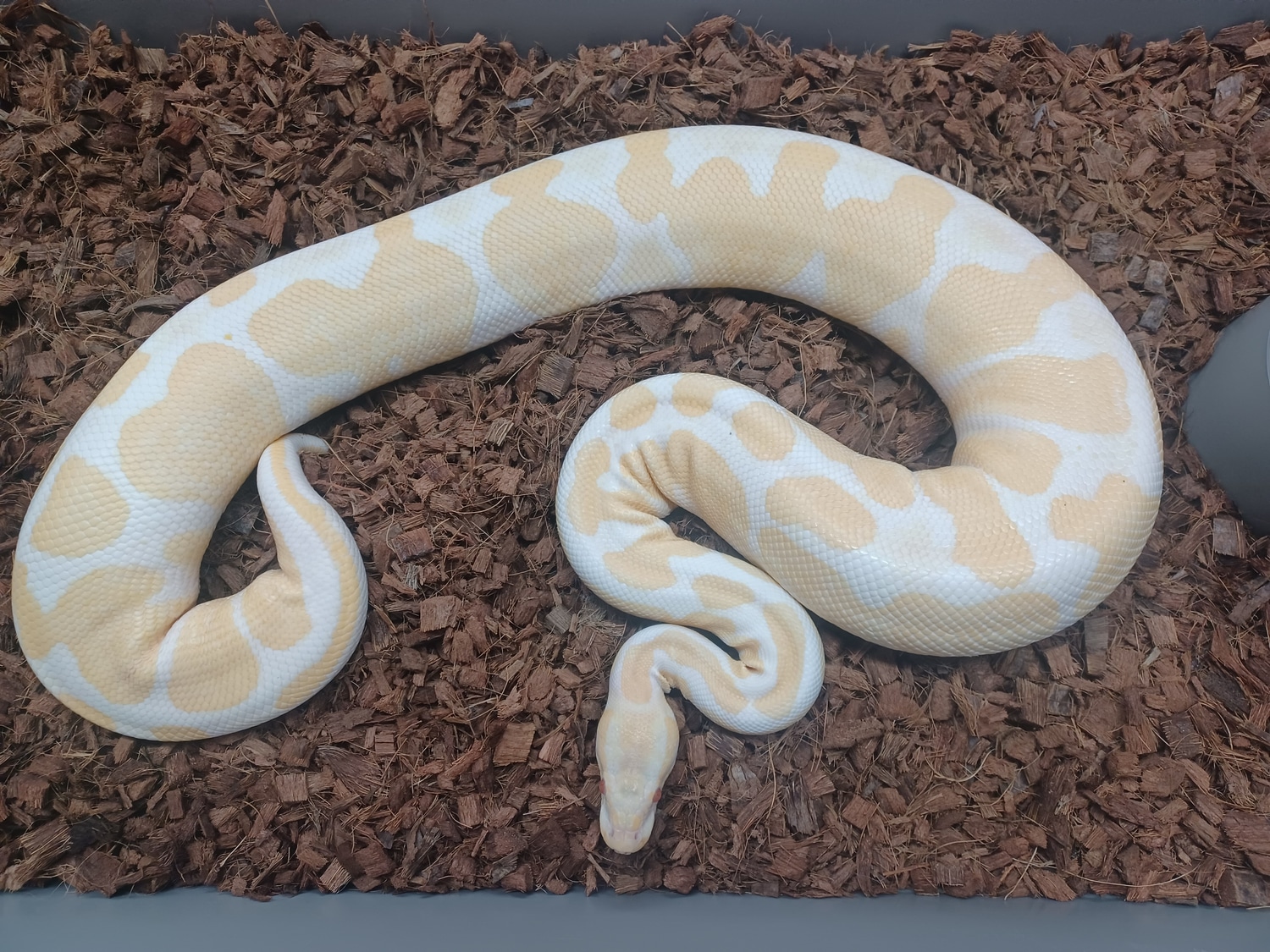 Albino Ball Python by Wrapped Up Reptiles MorphMarket