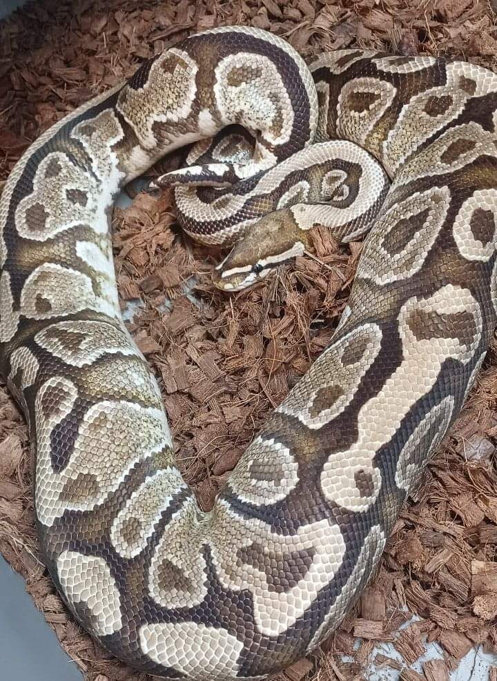 Fire Ball Python by Wrapped Up Reptiles MorphMarket