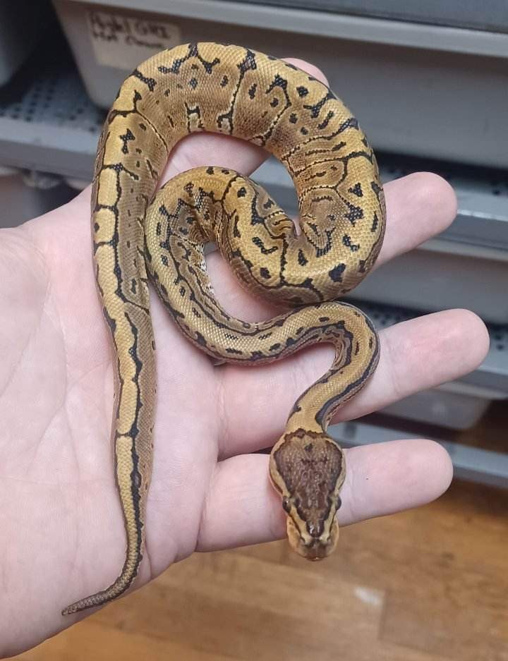 Pinstripe Yb Or Asphalt Ball Python by Wrapped Up Reptiles MorphMarket