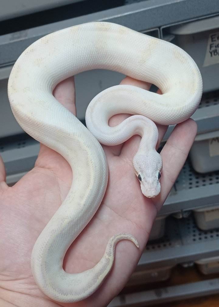 Pastel Phantom Trick Ivory Ball Python by Wrapped Up Reptiles MorphMarket
