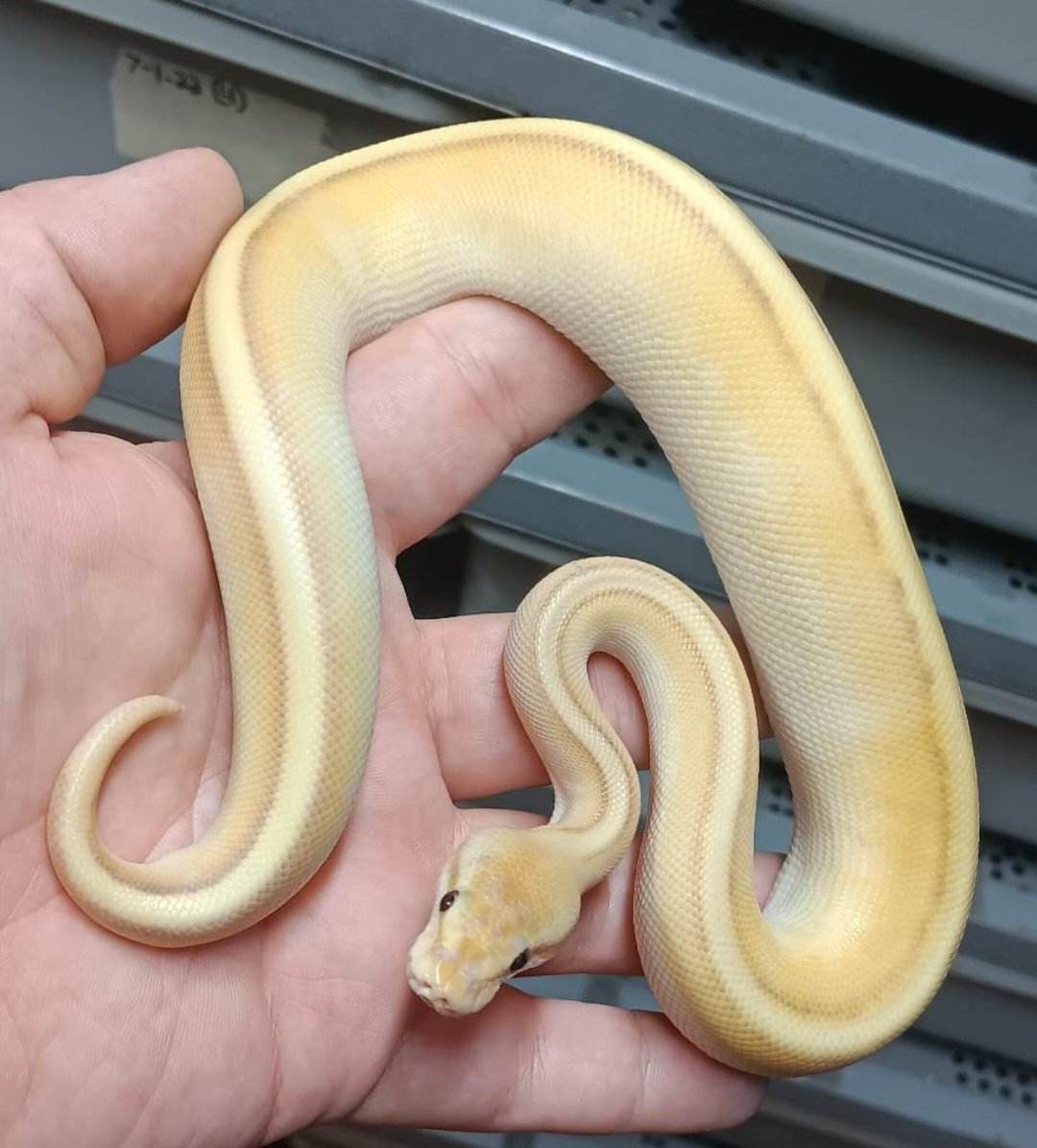 Banana Lesser G Stripe Ball Python by Wrapped Up Reptiles - MorphMarket