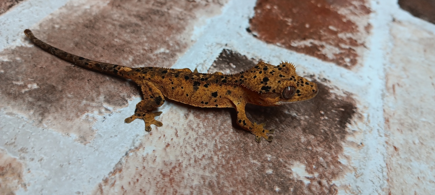 Super Dalmation Crested Gecko by Wrapped Up Reptiles MorphMarket