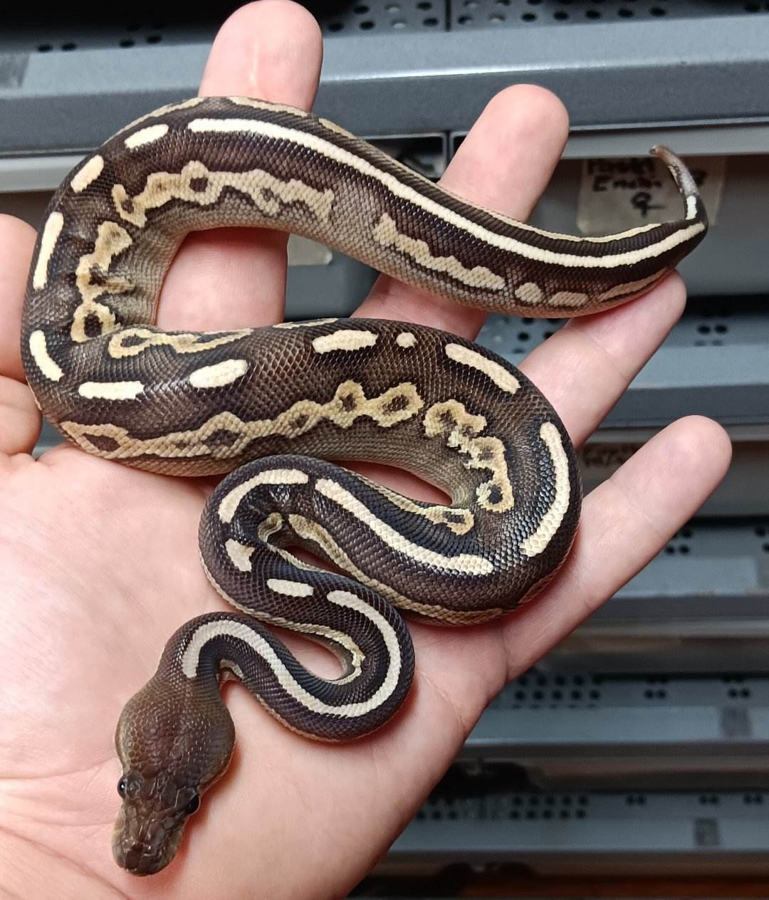 Cinnamon Mojave Ball Python by Wrapped Up Reptiles - MorphMarket