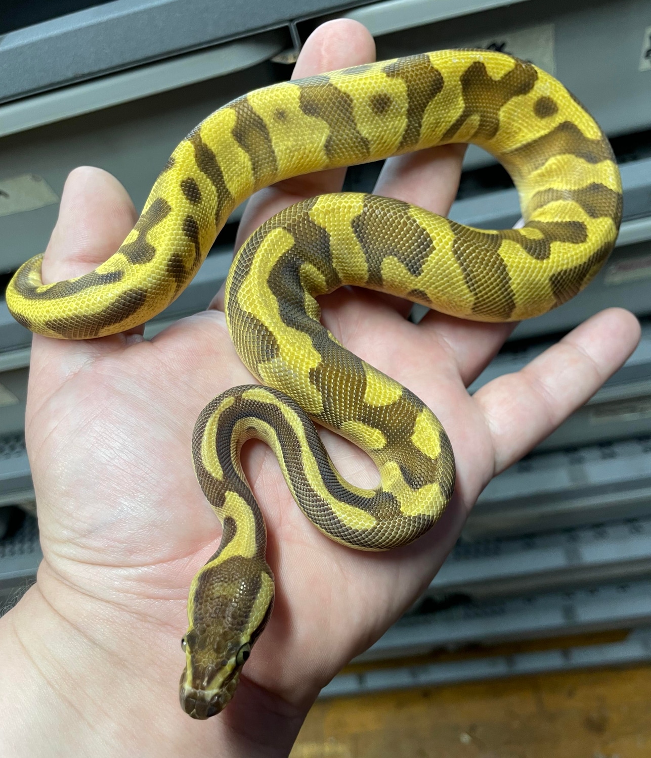 Enchi Lesser Confusion Ball Python by Wrapped Up Reptiles MorphMarket