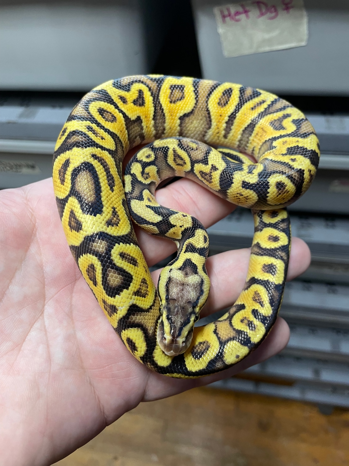 Pastel Enchi Ghi Asphalt Ball Python by Wrapped Up Reptiles MorphMarket