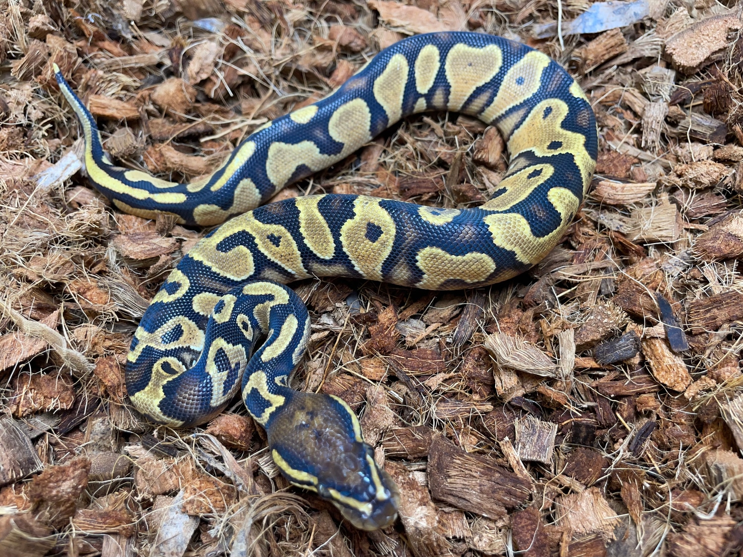 Orange Dream Yellow Belly Het Lavender Albino Ball Python by Wrapped Up