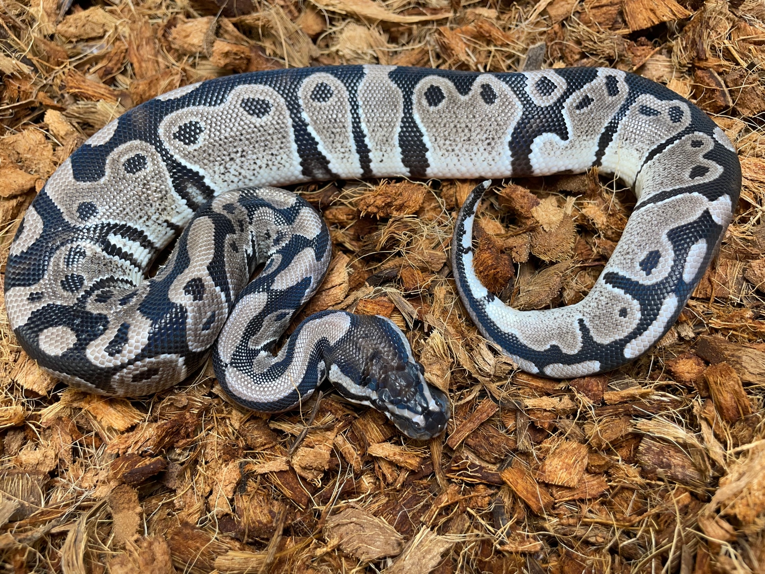Vpi Axanthic Het Pied Ball Python by Wrapped Up Reptiles - MorphMarket