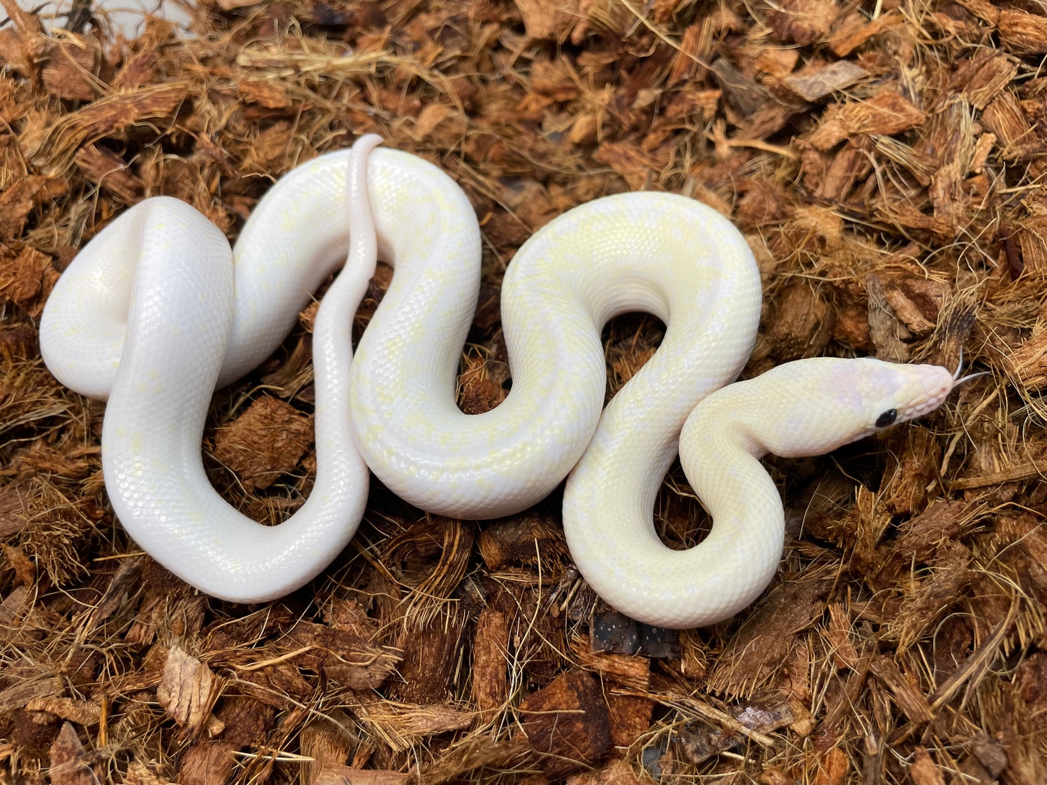 Leucistic Colombian Rainbow Boa by Wrapped Up Reptiles MorphMarket