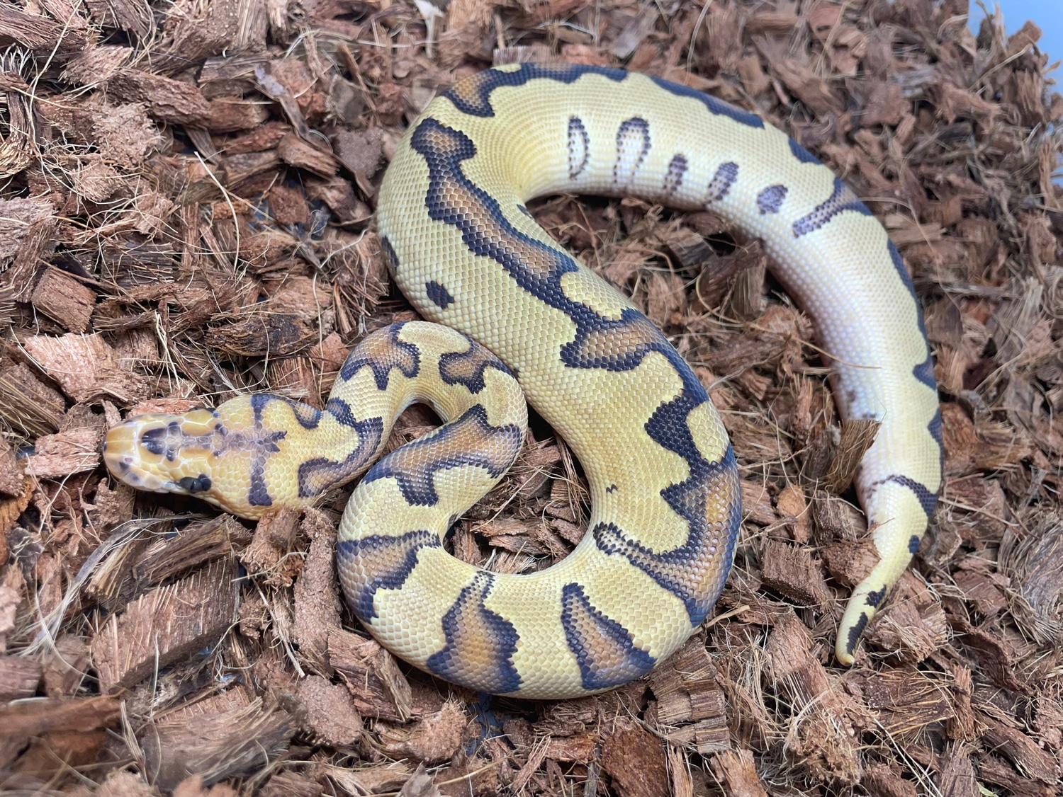 Fire Clown Poss Enchi Ball Python by Wrapped Up Reptiles - MorphMarket