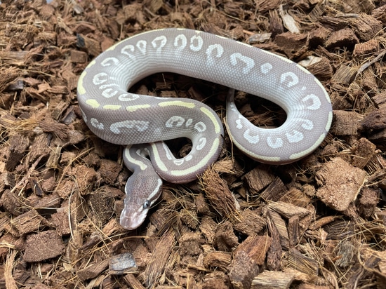 Super Mystic Ball Python by Wrapped Up Reptiles